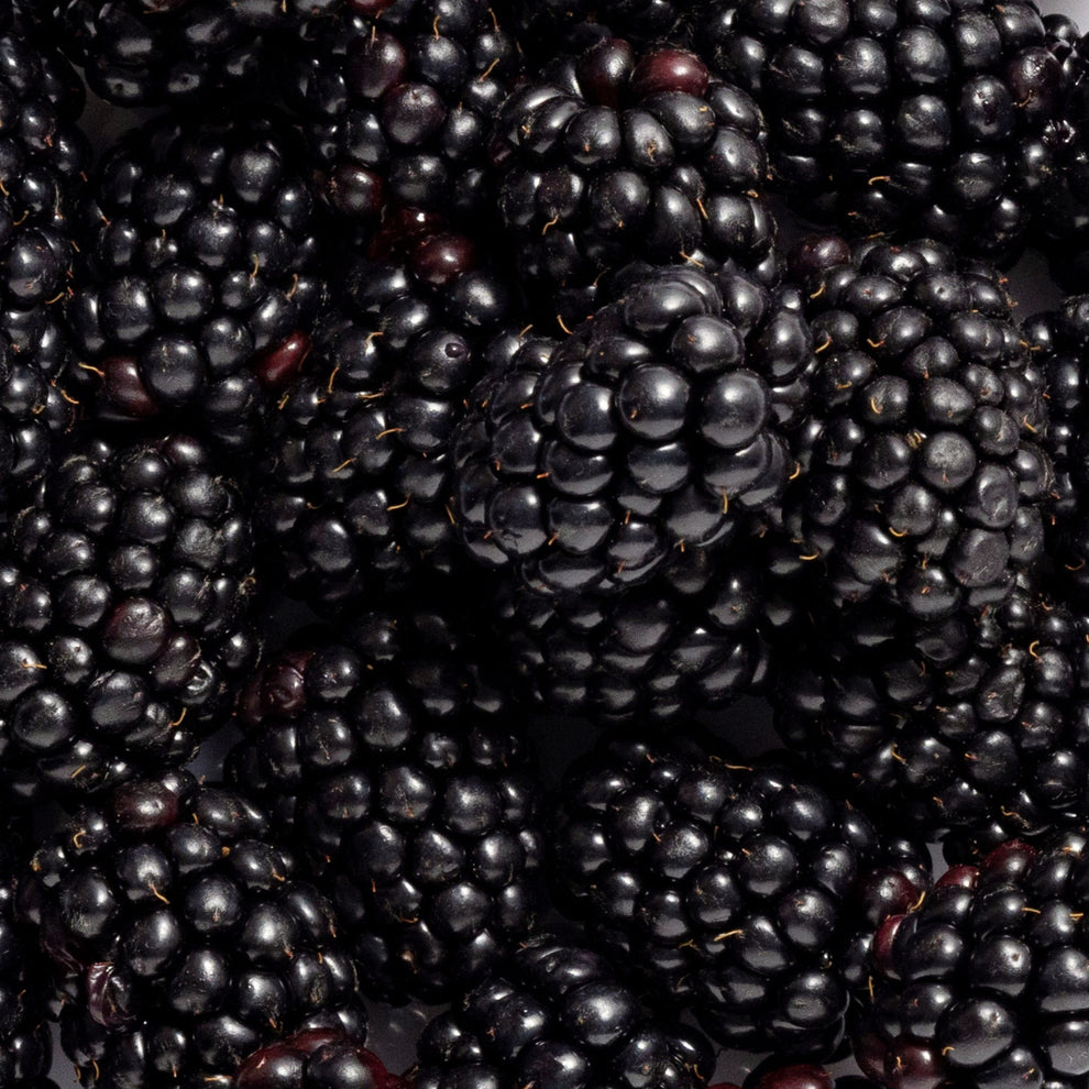 By - Wild Harvested Blackberry Seed Oil