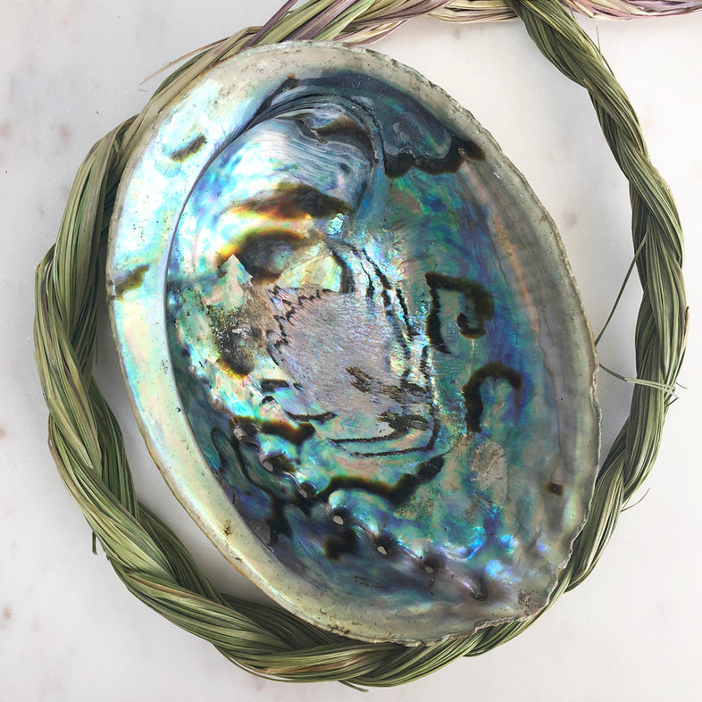 Abalone Shell Natural/Unpolished