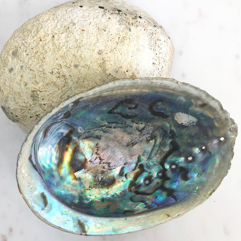 Abalone Shell Natural/Unpolished